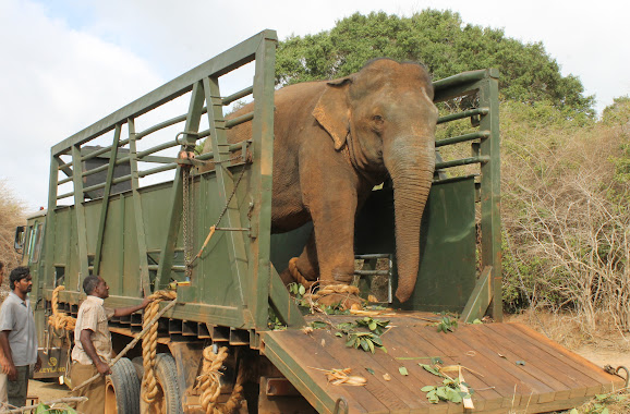 The Paradox of Translocation
