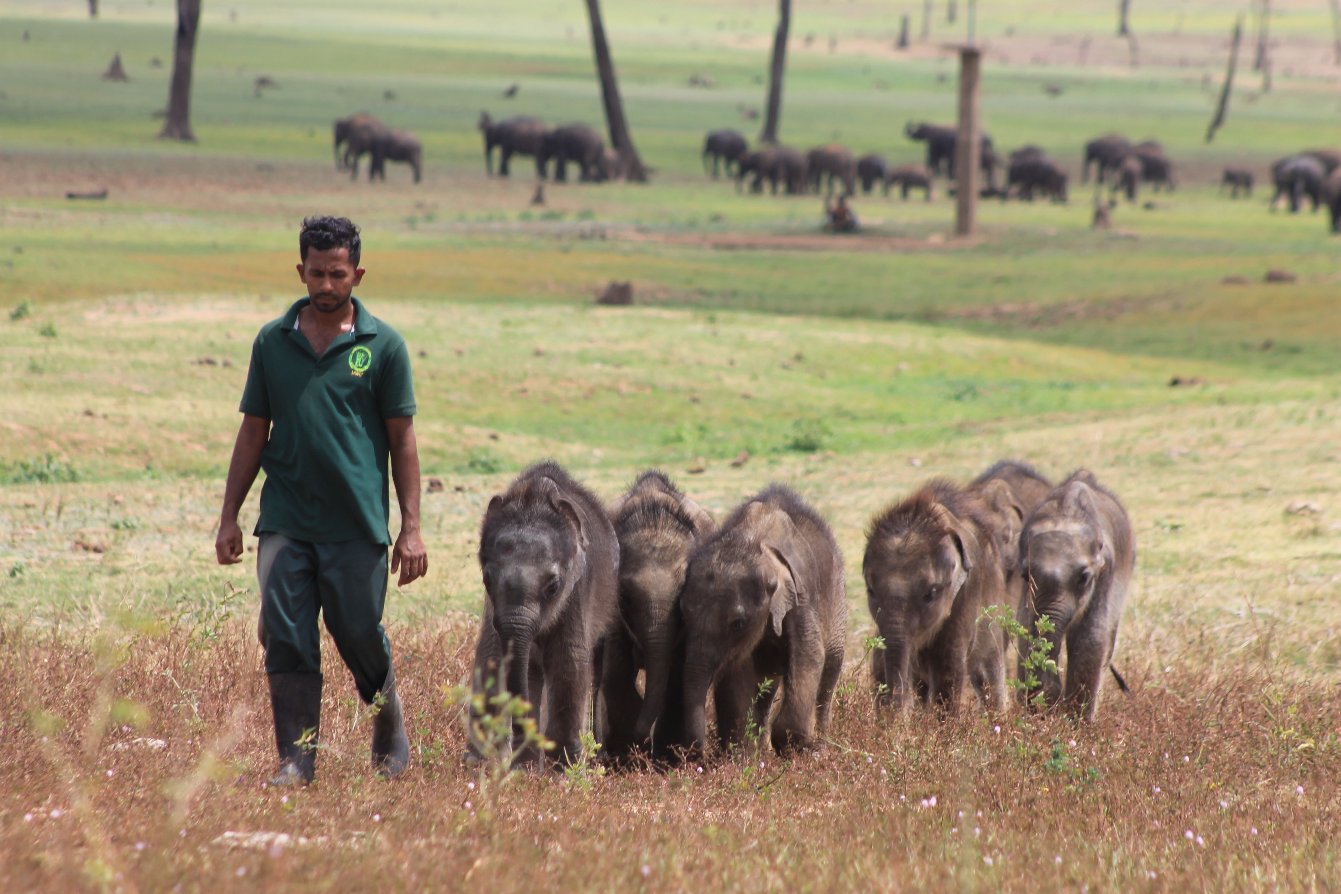 Recreating the Rhythm of the Herd